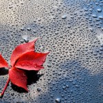 Water drops on car paint with red leaf